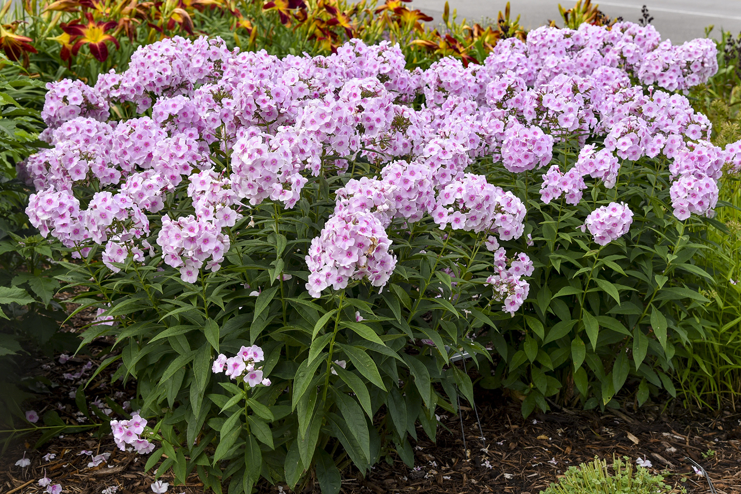 Phlox